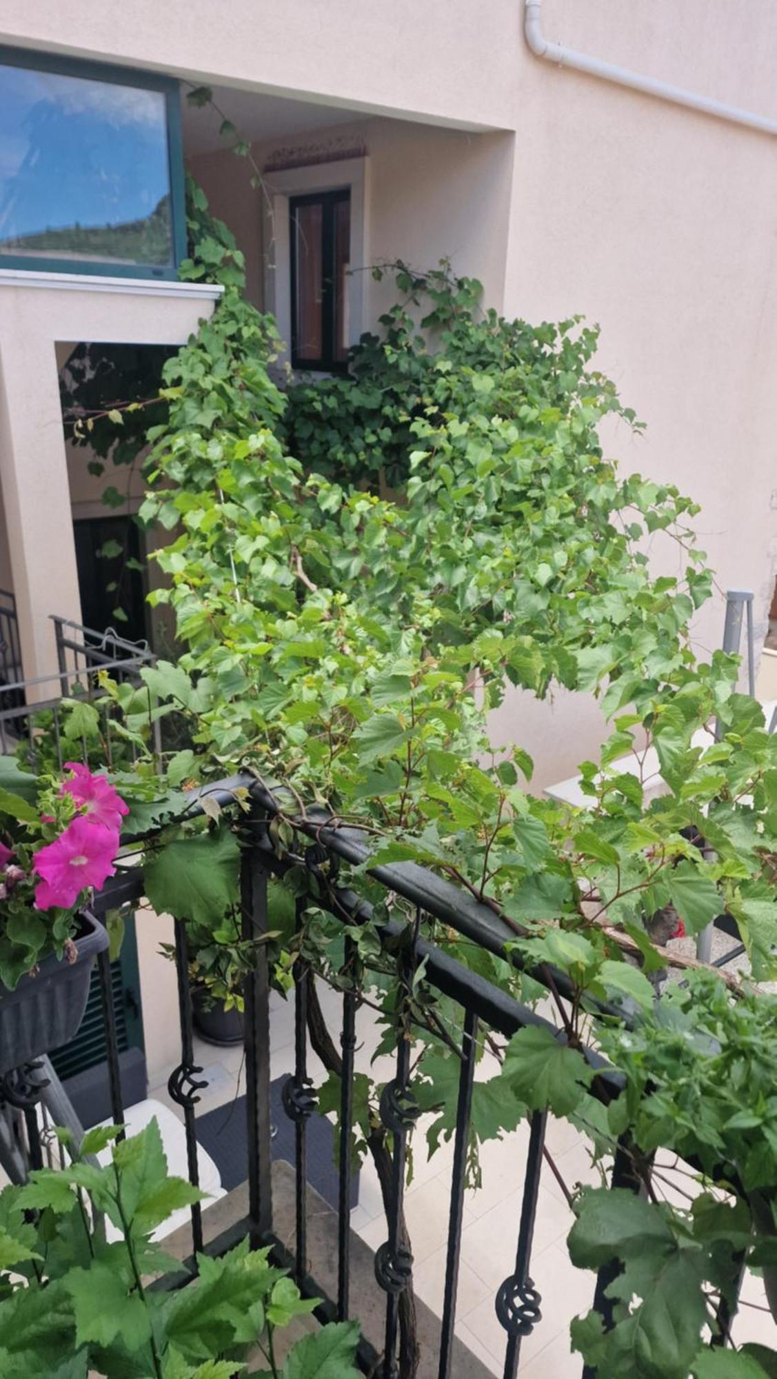 Apartment Ante 2